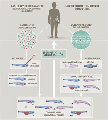 Quo natas, Danio?—Recent Progress in Modeling Cancer in Zebrafish